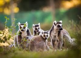 Zoo Labenne