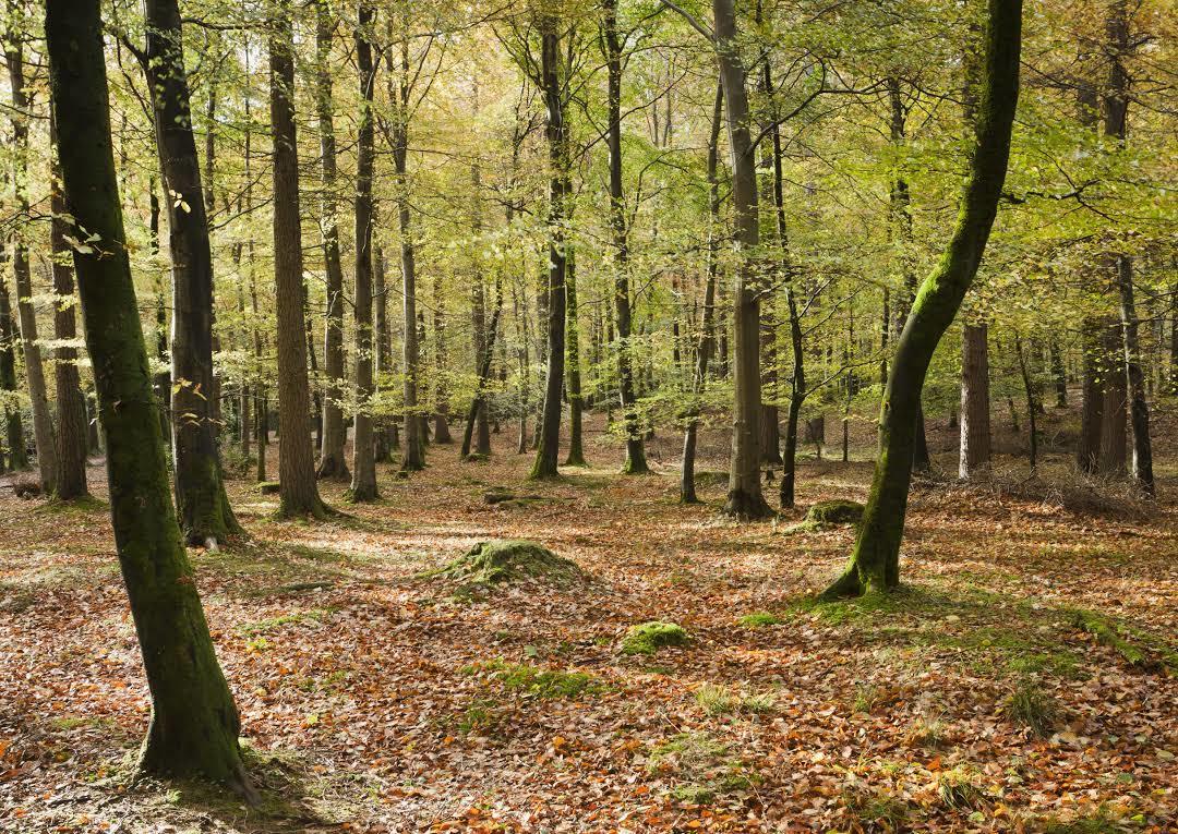 Parque forestal Tollymore