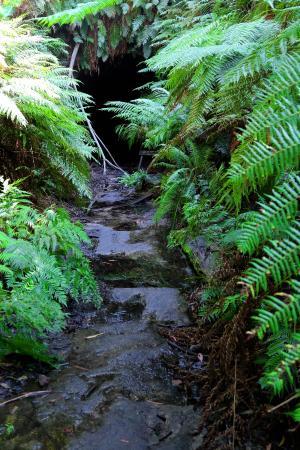 Glow Worm Tunnel
