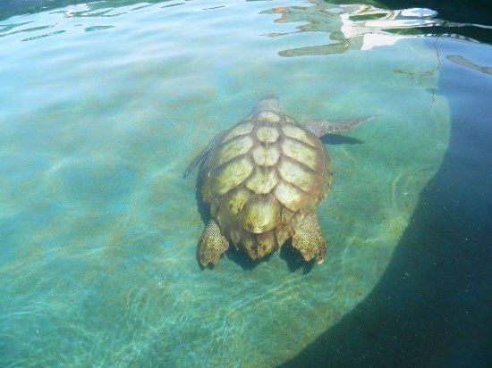 Turtle nursery