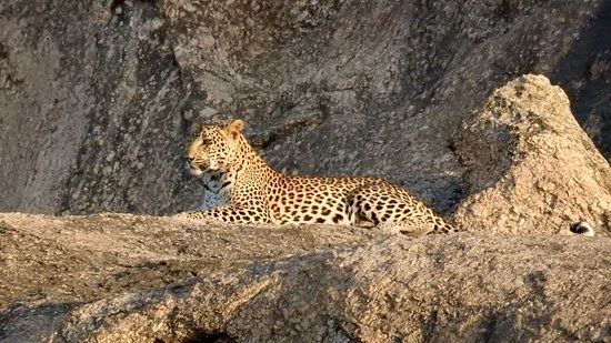 Leopard Hills
