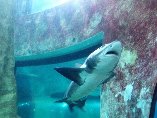 Nationales Maritimes Aquarium von Namibia