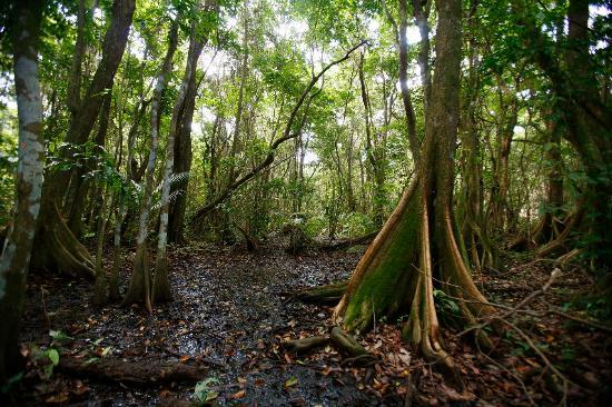Pterocarpus Forest