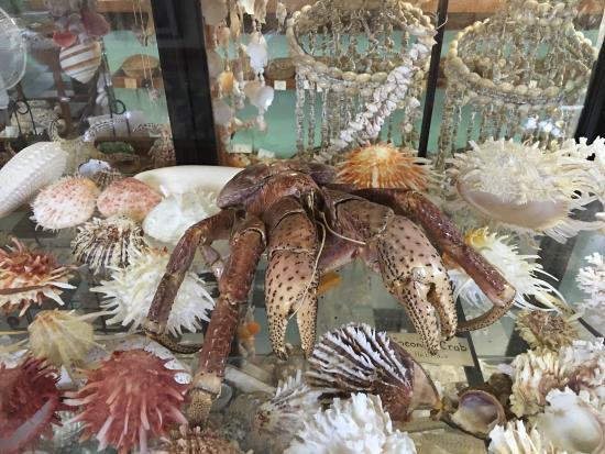 Port Stephens Shell Museum