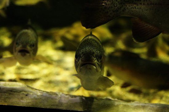 Danuri Aquarium