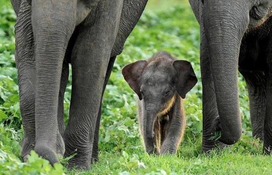 Minneriya National Park