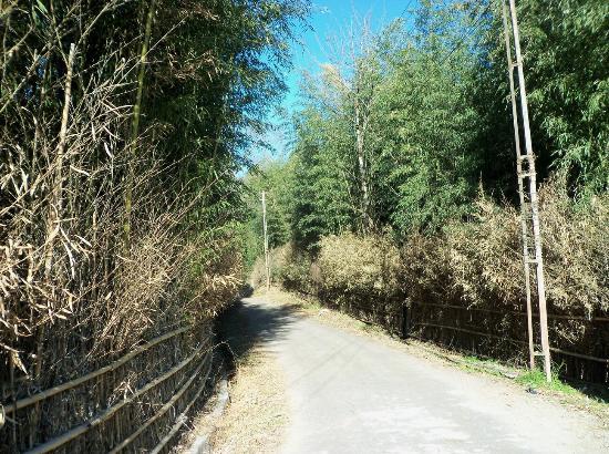 Pine Grove