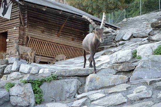 Alpenwildpark