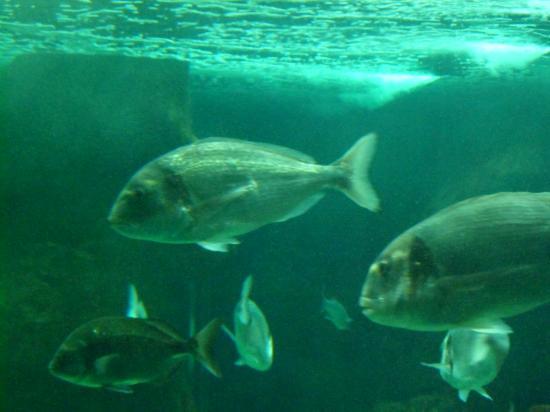 Marinarum