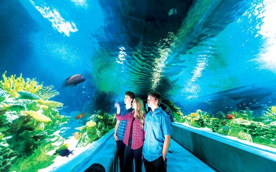 Acuario OdySea