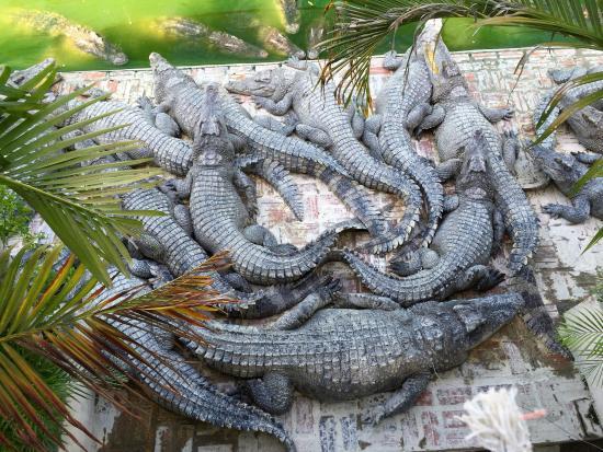 Crocodile Farm
