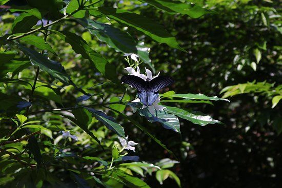 Schmetterling Farm