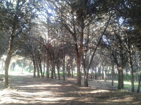 Marathias Forest
