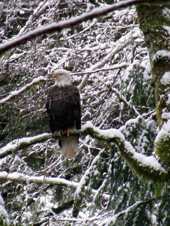 Coho Park Trail