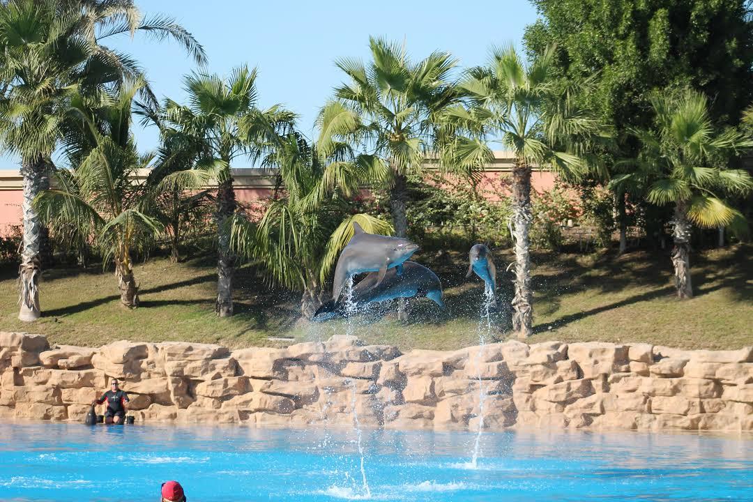 Dolphin Bay