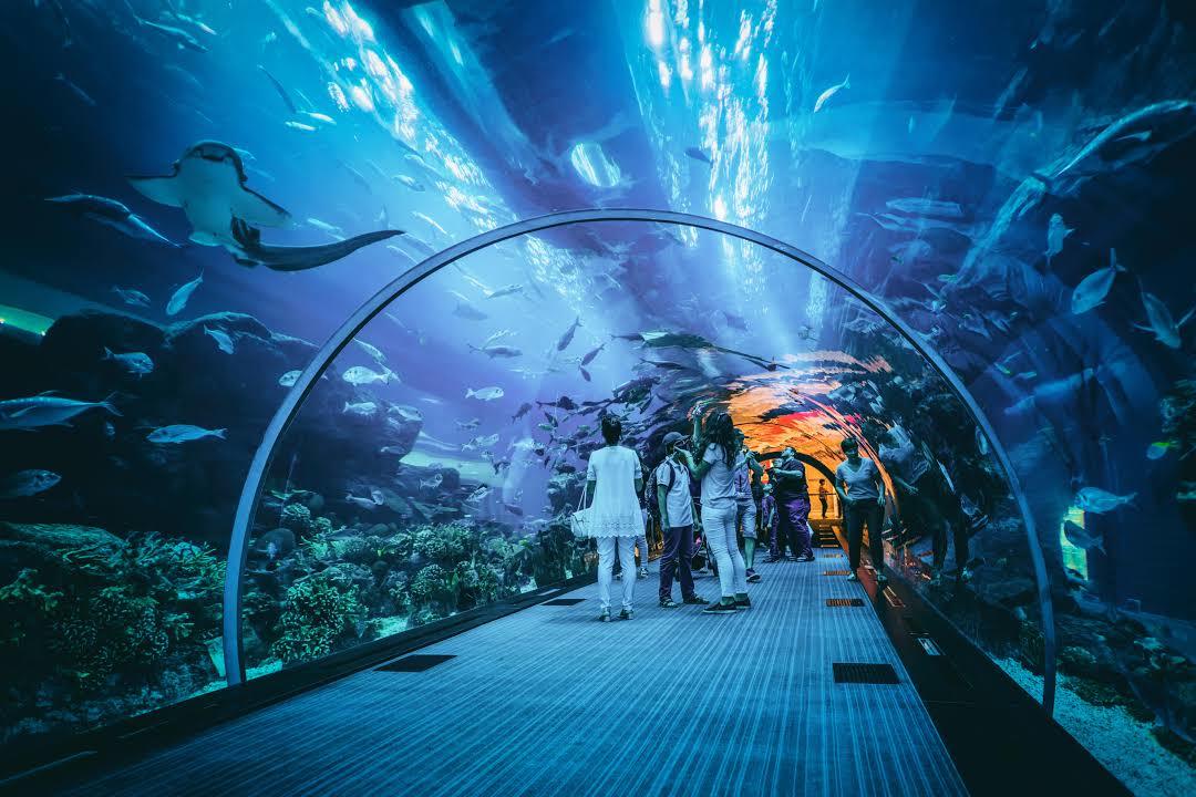 Akwarium i podwodne ZOO w Dubaju