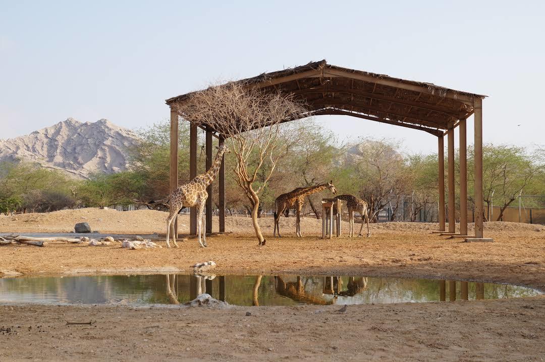 Zoológico Emirates Park Zoo