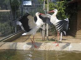 Bird Park Malta
