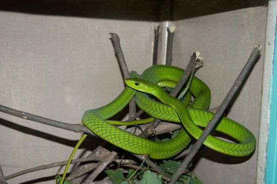 Bio-Ken Snake Farm