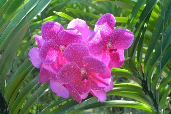 Mae Sa Orchid Farm