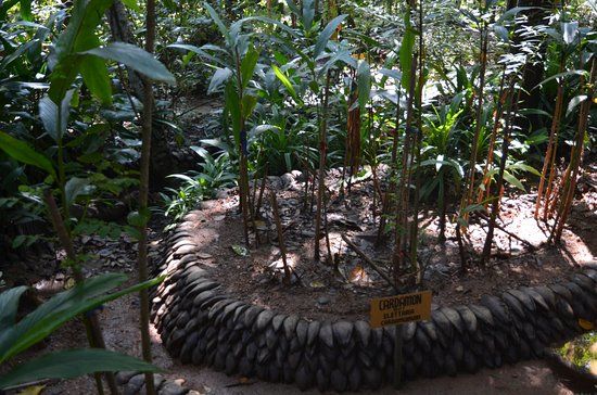 New Ranweli Spice Garden