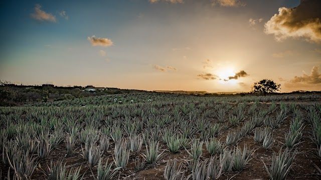 Aloë vera-plantage Curaloe