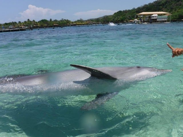 Roatán Institute for Marine Sciences