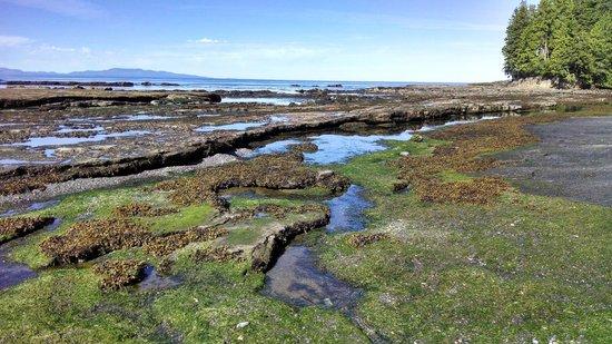 Botanical Beach Provincial Park