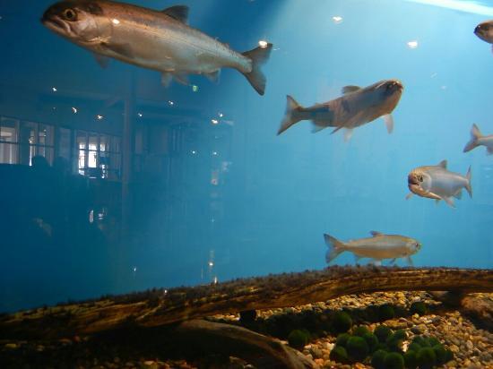 Eco Museum Center