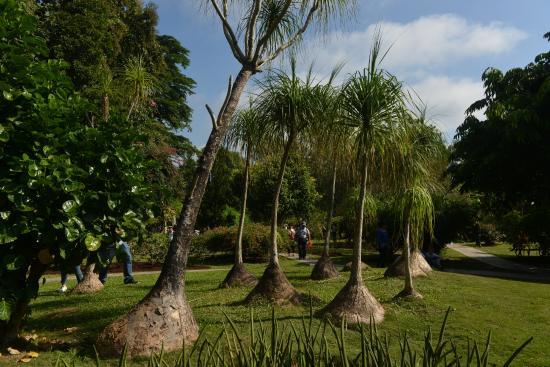 Sipsongpanna Botanical Garden