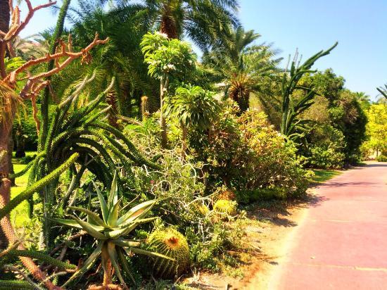 Jardin botanique du kibboutz Ein Gedi