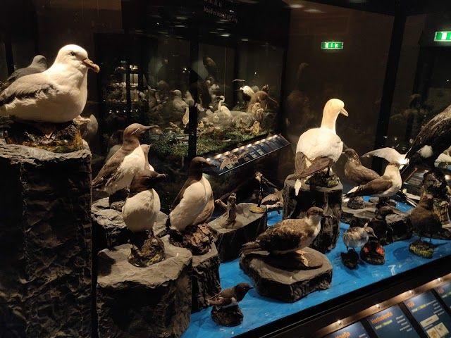 Sigurgeir's Bird Museum