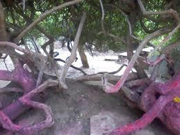 Mathura