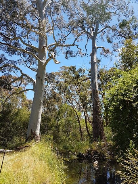 The Cedars