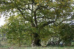 albero del Piccioni
