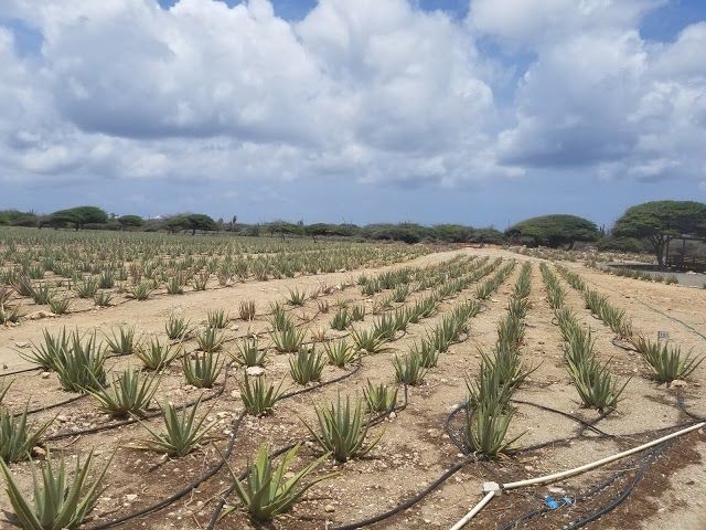Museo del Aloe de Aruba