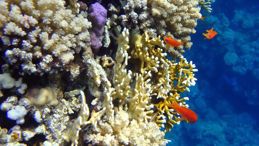 Sharm el-Naqa