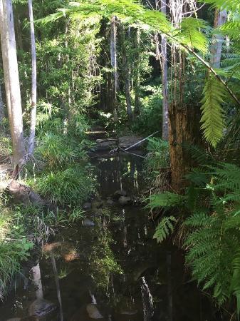 Buderim Forest Park
