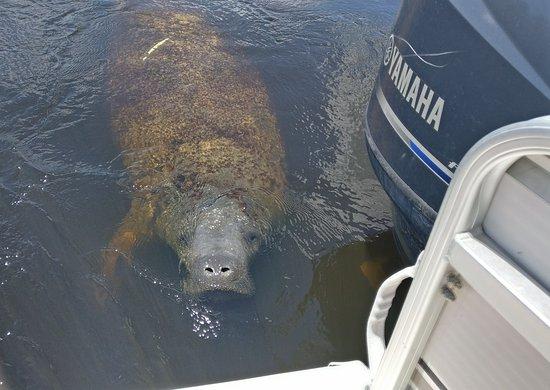 Manatee Sightseeing Eco-Tourism Adventure