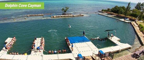 Dolphin Cove Cayman