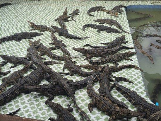 Maerim Crocodile Show