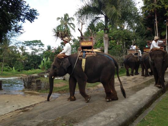 Bali Elephant Camp