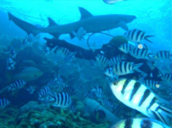 Bequa Adventure Divers