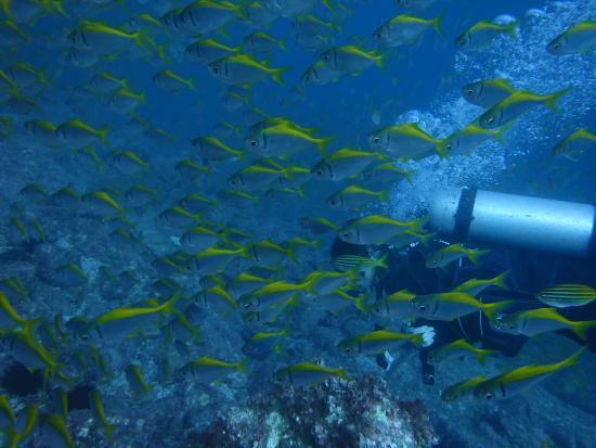 Fish Rock Dive Centre