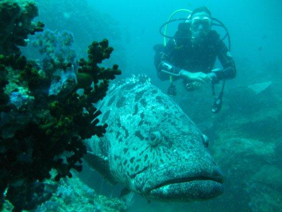 Andaman Bubbles