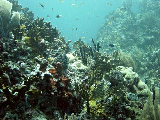 Red Hook Dive Center