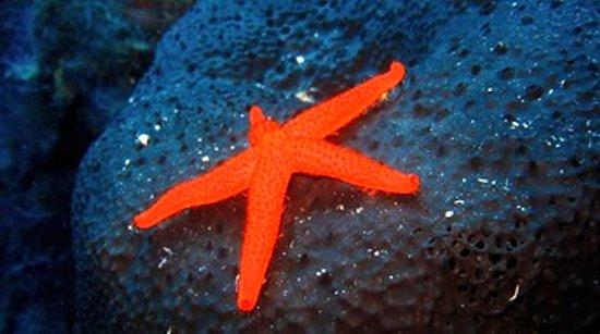 Scuba Cyprus