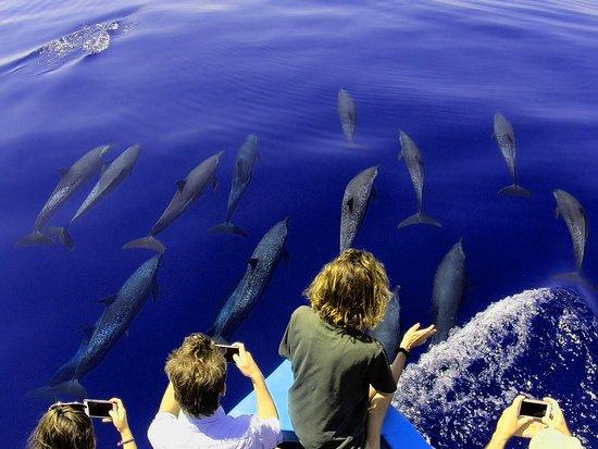 Divine Dolphin