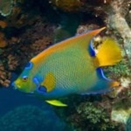Snorkel Key Largo