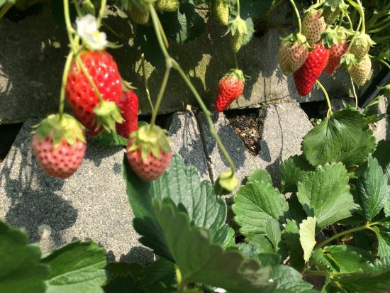 Mt.Kuno Strawberry Picking